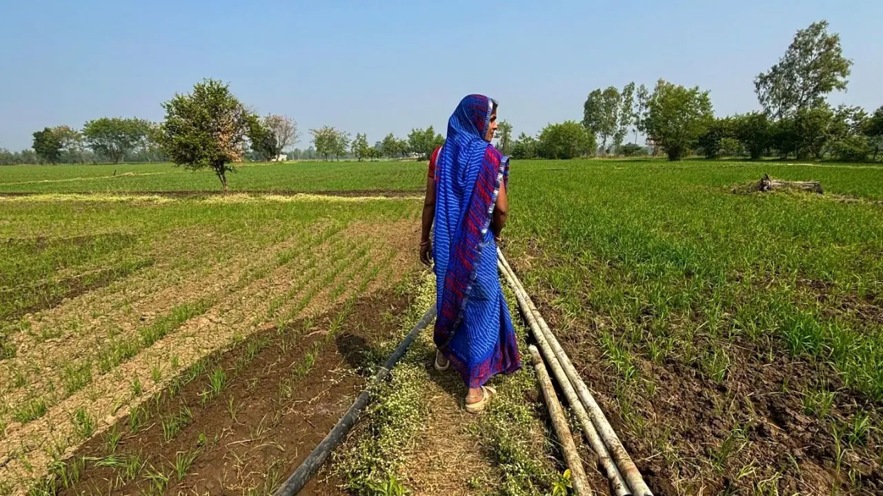 Wheat vs Jowar: Can India’s MSP Strategy Avert a Groundwater Crisis