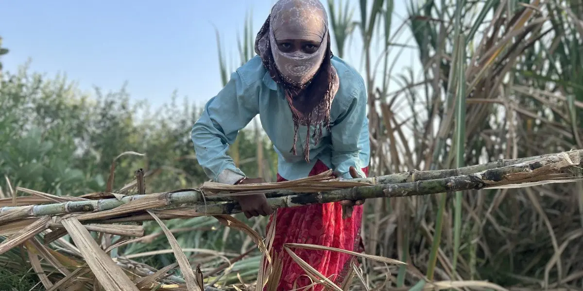 Could Soil Deficient in Iron Be Fuelling Anaemia in Marathwada?