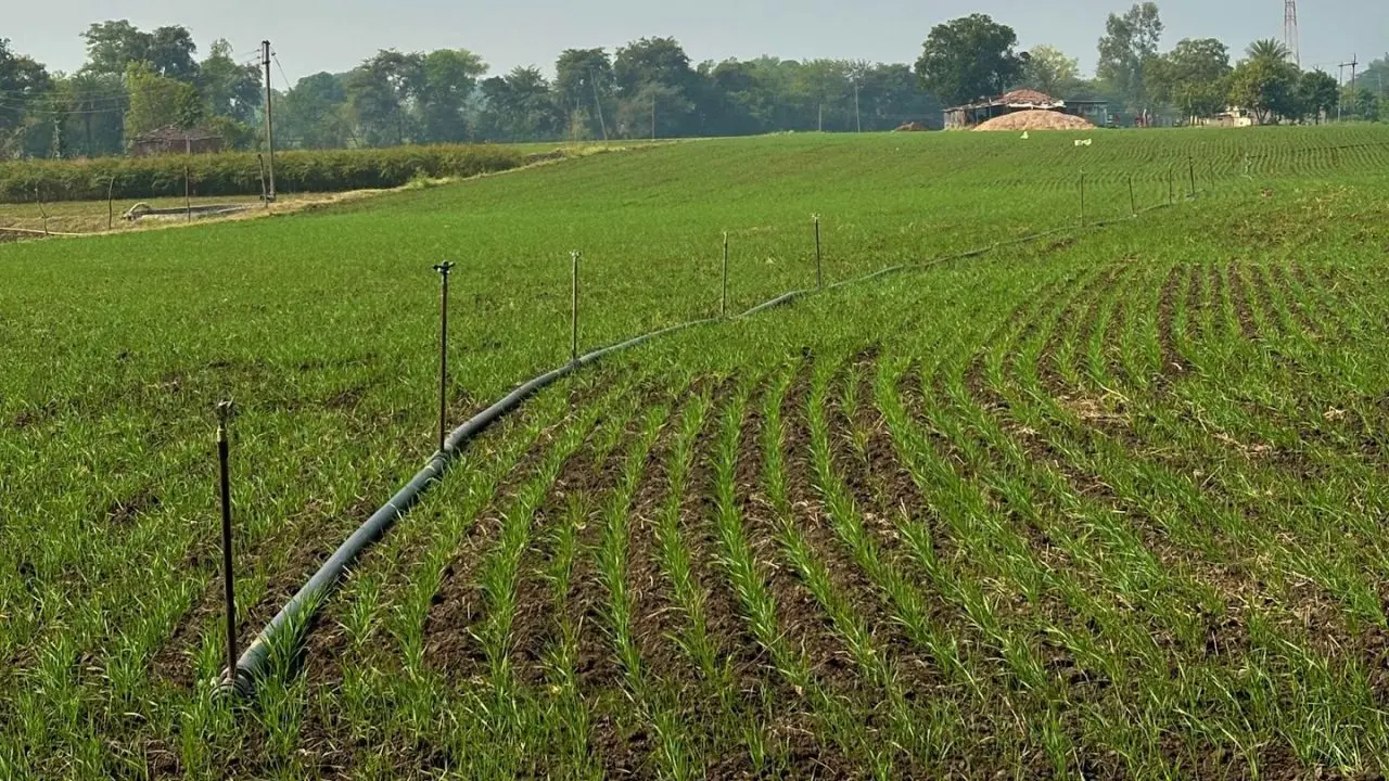 Water Security, Cost of Wheat to Jowar Shift