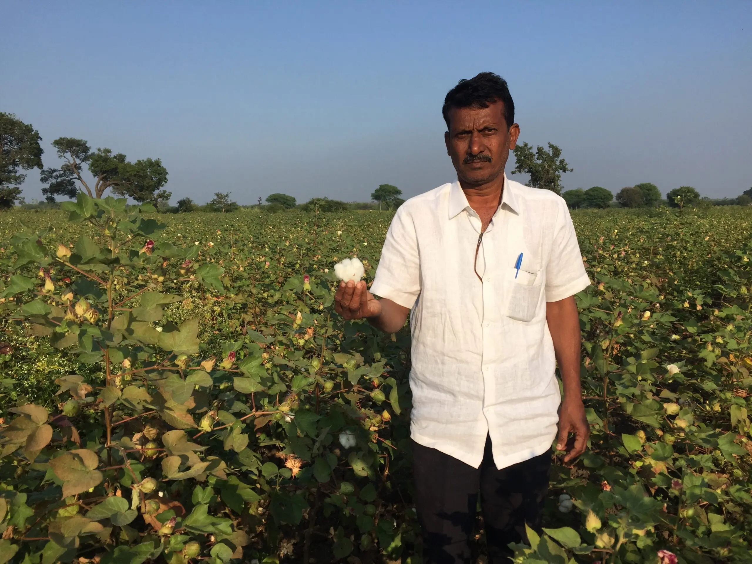 India’s cotton exports could threaten Maharashtra’s groundwater