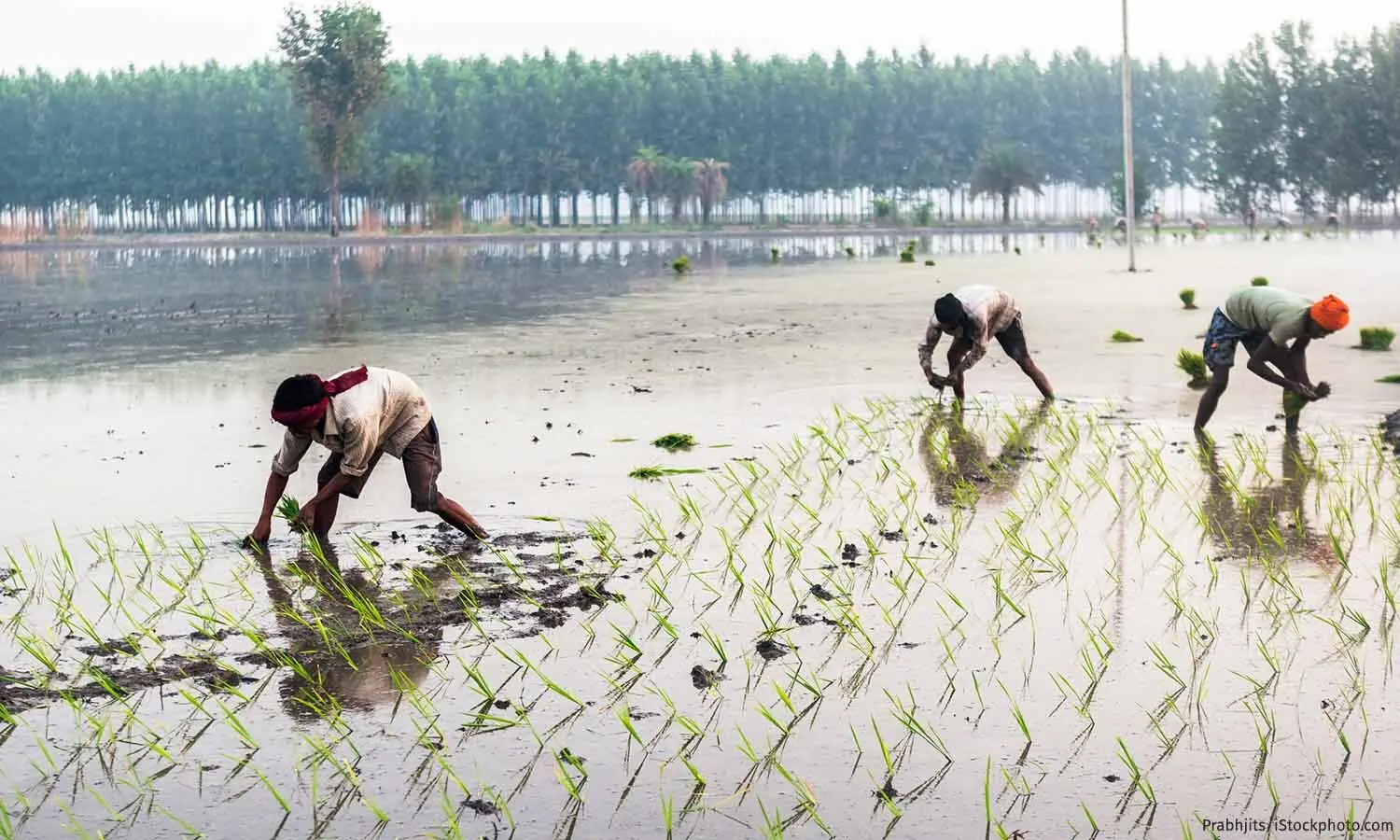Selling Water: How Punjab’s Basmati Exports Are Worsening Its Groundwater Crisis 