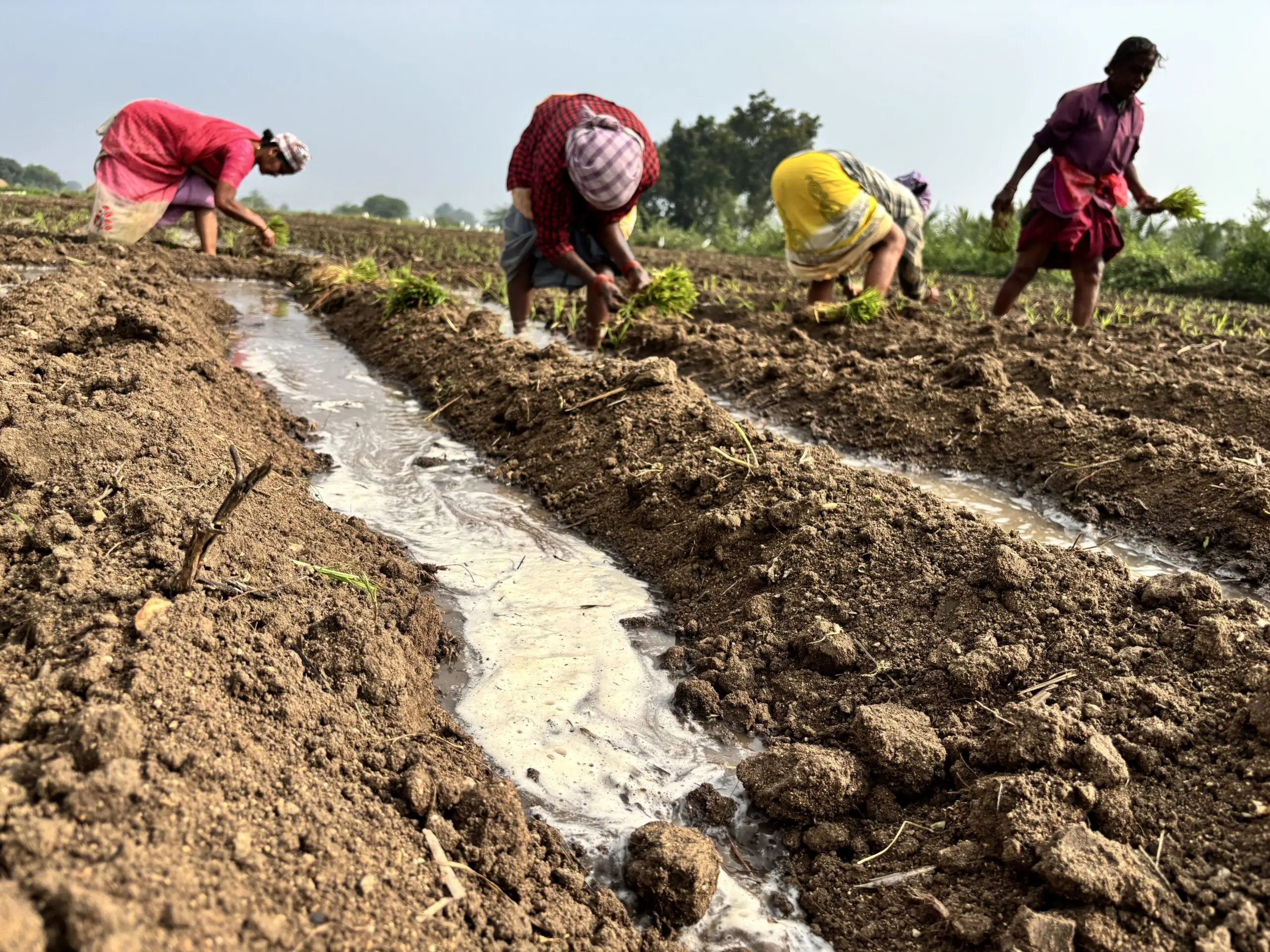 An Arid Indian State’s Water Gains Risk Drying Up Under Cash Crop Pressures 
