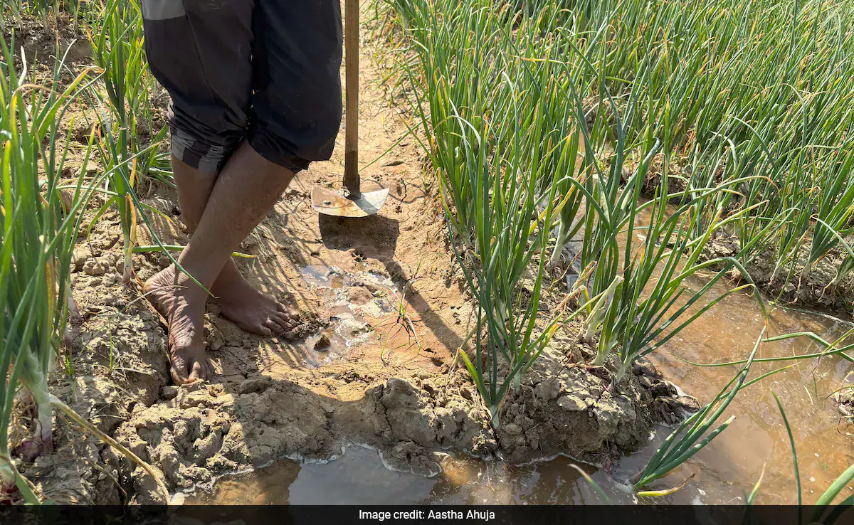 Sip By Sip, Water-Guzzling Crops Drain India's Groundwater