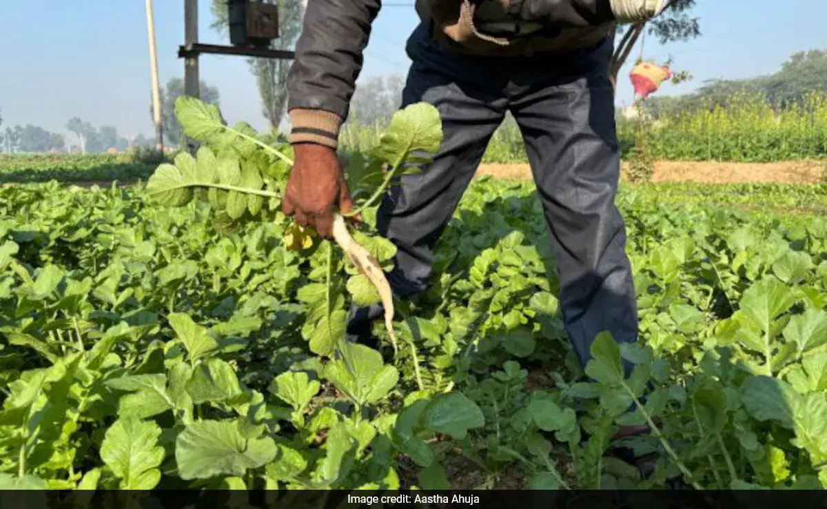 Malnutrition: The Domino Effect Of Undernourished Soil 